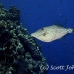 filefish_scrawled_sgsj_si_h_0089_egy4436.jpg